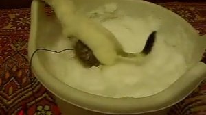 Mustela erminea, Горностай домашний