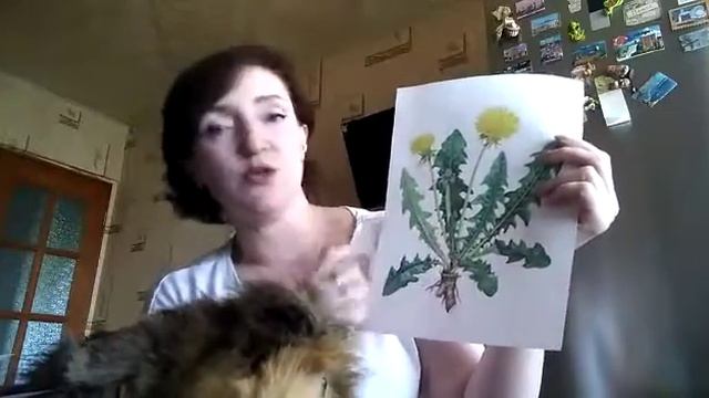 Видео занятие 1 Изучаем цветы смотреть онлайн