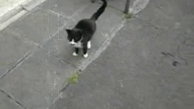 The start of kitty's adventure смотреть онлайн