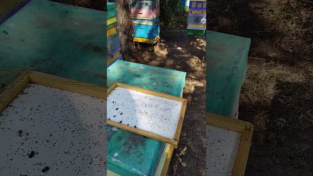 Проверка работы полосок от клеща Варостоп смотреть онлайн