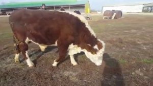 Быки породы герефорд на продажу КФХ Колесниковых 2016