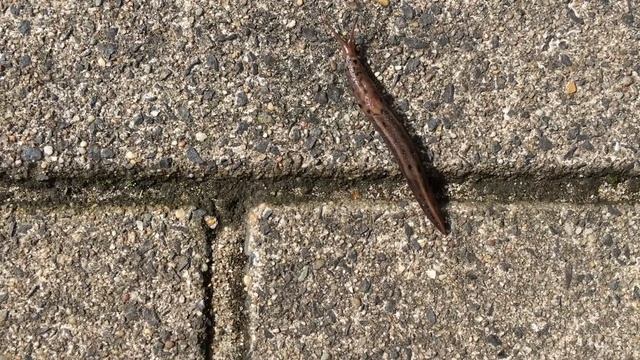 speedy Leopard Slug - Limax maximus смотреть онлайн