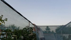 Натягиваем притеняющую сетку для ежевики