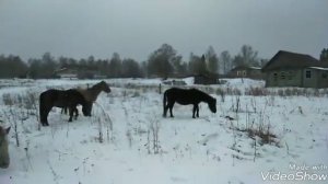 лошади.Башкирская порода