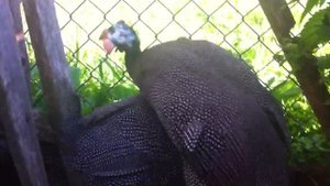 Кто такие цесарки?