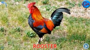 Животные  Animals  Карточки Домана  Английский для детей #1