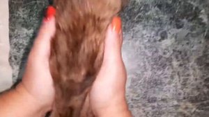 Цефтриаксон для кошек/Как сделать укол кошке/Кальцивироз/Привет от Марсика