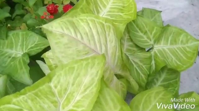 Syngonium podophyllum gold Allusion plant complete information how to grow, care#utube#Asmi Paradis смотреть онлайн