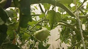 Сибирь. Обзор и дегустация томатов Бычий мед и Хлебосольный розовый на 10 августа.