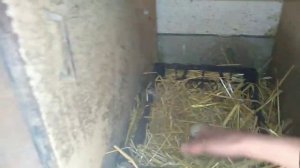 Как правильно хранить яйца для инкубации////мускусные утки////яйцекладка///