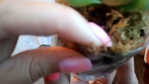 Как нарастить корни детки орхидейки!!!