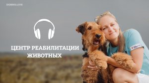 Проблема бездомных животных — в безответственных хозяевах