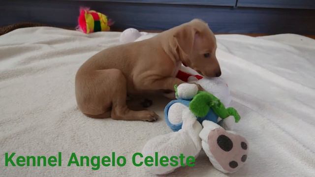 Щенки левретки. Питомник Angelo Celeste смотреть онлайн