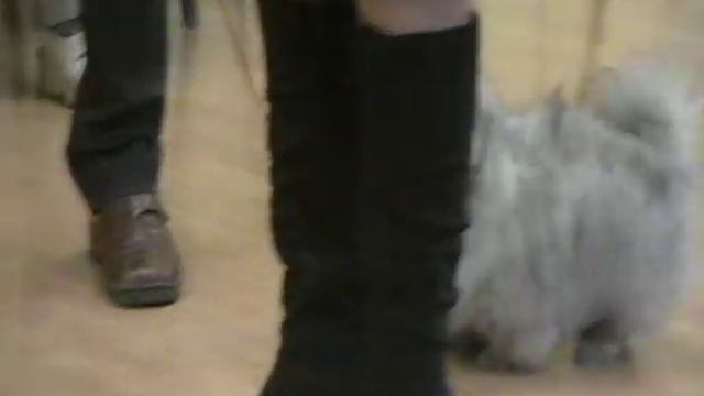 pekinese puppy class on club world dog show смотреть онлайн