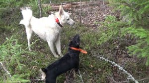 Второй выпуск загонной охоты.На охоте с лайками.