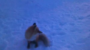 Ужасы дикие,злые звери атакуют.p4