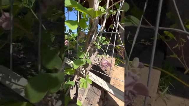 Цвіте Акебія (Akebia). смотреть онлайн