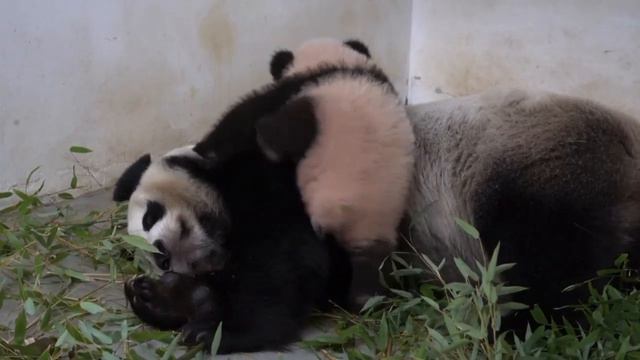 Харе спать, маманя Московский Зоопарк 🐼👀🤣🔥🥰👍baby Panda Moscow zoo👀🤣🔥🥰👍 смотреть онлайн