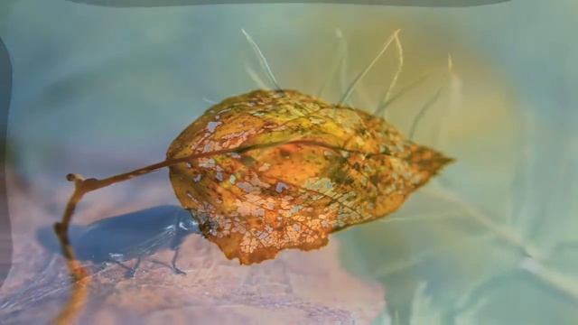 Просто невероятное качество съёмки Cenon 70D смотреть онлайн