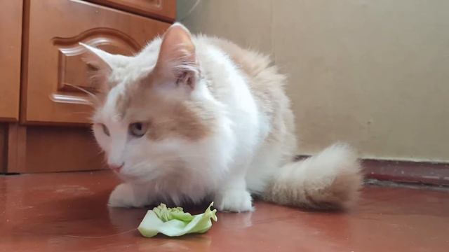 Кот вегетарианец смотреть онлайн