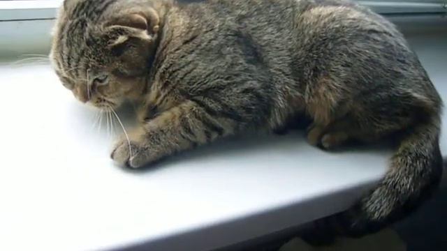 Шотландская вислоухая кошечка Машенька