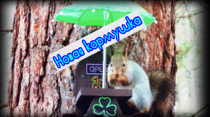Новая кормушка под зонтиком