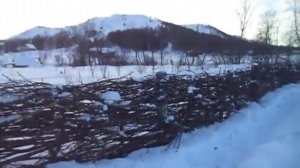 ЖИВОЙ ПЛЕТЁНЫЙ ЗАБОР ИЗ АКАЦИИ. ДЕРЕВЕНСКИЙ ЛАЙФХАК.