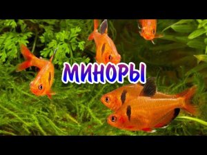 МИНОРЫ. СОДЕРЖАНИЕ И РАЗВЕДЕНИЕ В АКВАРИУМЕ.