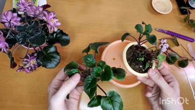 Фиалки. Пересадка. Как красиво формировать трейлерную фиалку. Уход за растениями. смотреть онлайн