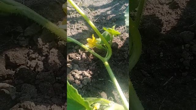 Диня Мілан та Раймонд. Запилення динь.