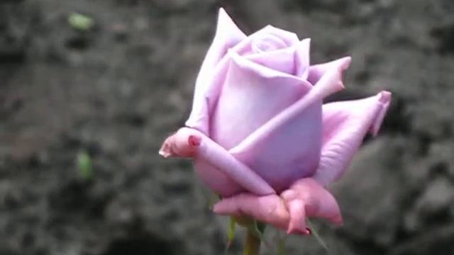 Троянда Мамі Блю смотреть онлайн