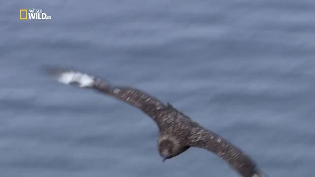 Nat Geo Wild_ Дикая природа Шотландии_ Высокогорье. Лето_ Wild Scotland. Highlands