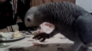 Попугай кира