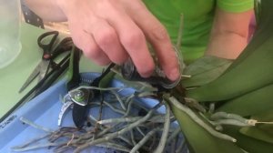 Как правильно пересадить орхидею?