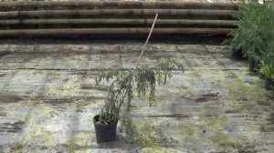 можжевельники  средней высоты какой сорт выбрать?