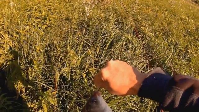 Рыбалка видео☻рыбалка онлайн☻летняя рыбалка☻#sports