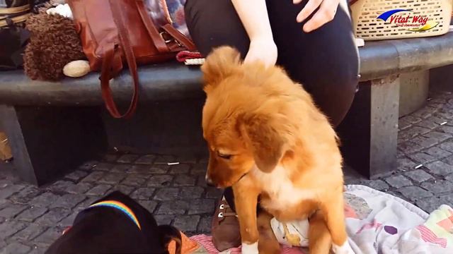 Общество защиты животных "Ковчег" - Днепропетровск 2017 смотреть онлайн