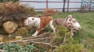 Лада. Староанглийский бульдог