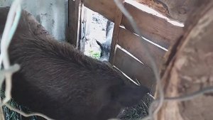 кармалы свиньи растут если их кормить