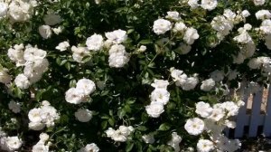 Маленькие розы