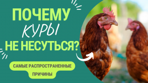 Почему Куры Несушки Перестали Нестись