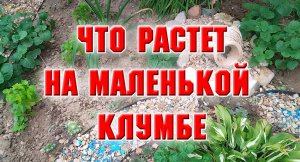 Что растет на моей маленькой клумбе.mp4