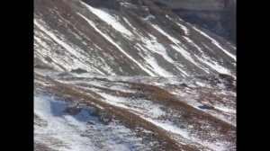 Дикий ЯК в Дагестанских горах часть 4