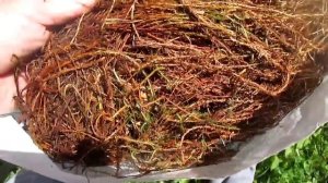 Как выглядит мох кукушкин лен