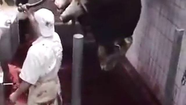 Скотобойня ужас