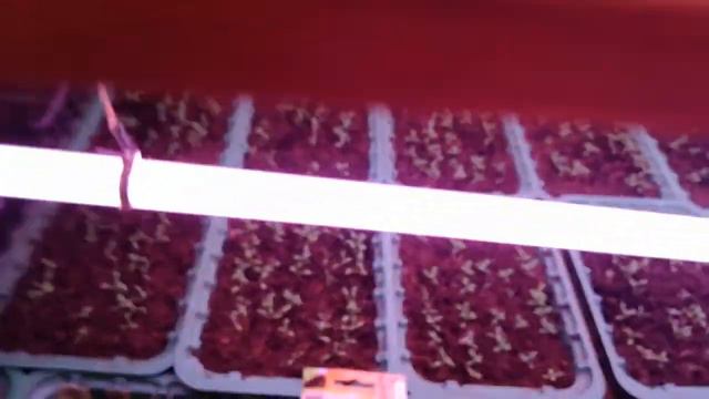 Что растёт на стеллажах в конце декабря. Обзор. смотреть онлайн