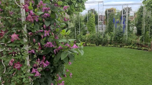 КНЯЖИКИ и КЛЕМАТИСЫ l Особенности Выращивания l То, что Вы о них ещё не знали! смотреть онлайн