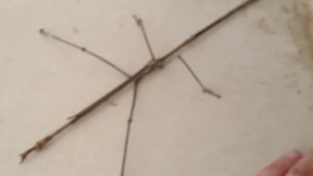 Лаос. Гигантский жук-палочник. смотреть онлайн