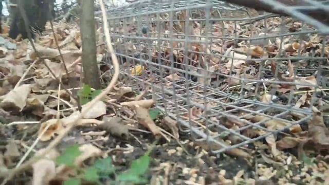 как сделать ловушку на фазана) проверка ловушки на фазана 2021!) смотреть онлайн