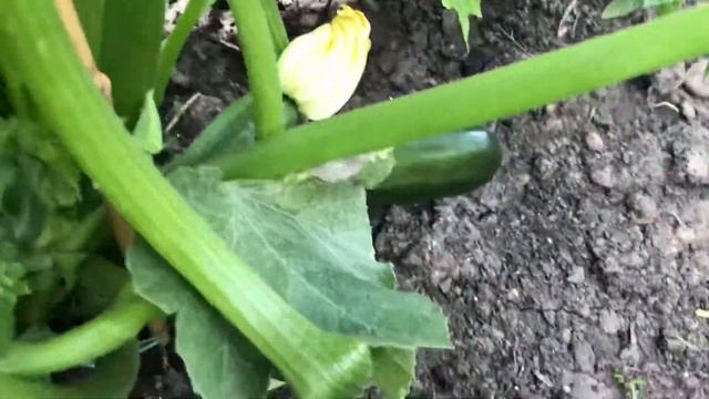 Выращивание кабачков - цукини на мини-грядке. Основные подкормки.